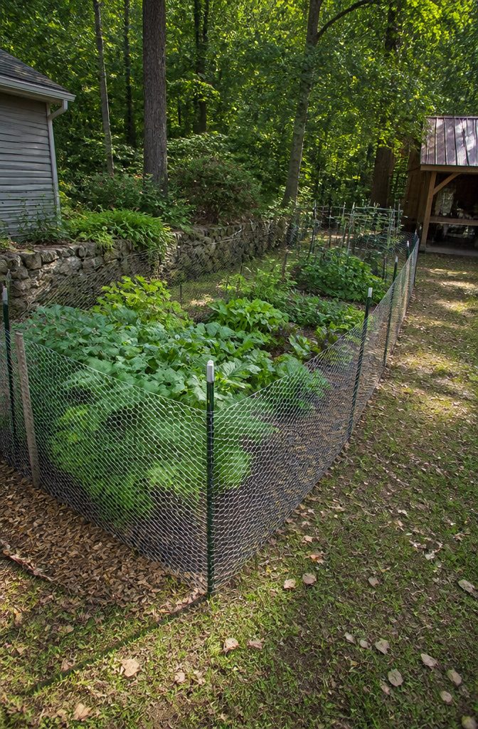 Chicken Wire Garden Fence: 5 Steps for Building a Simple Boundary 2 A garden with a chicken wire fence, showing plants and the fence structure.