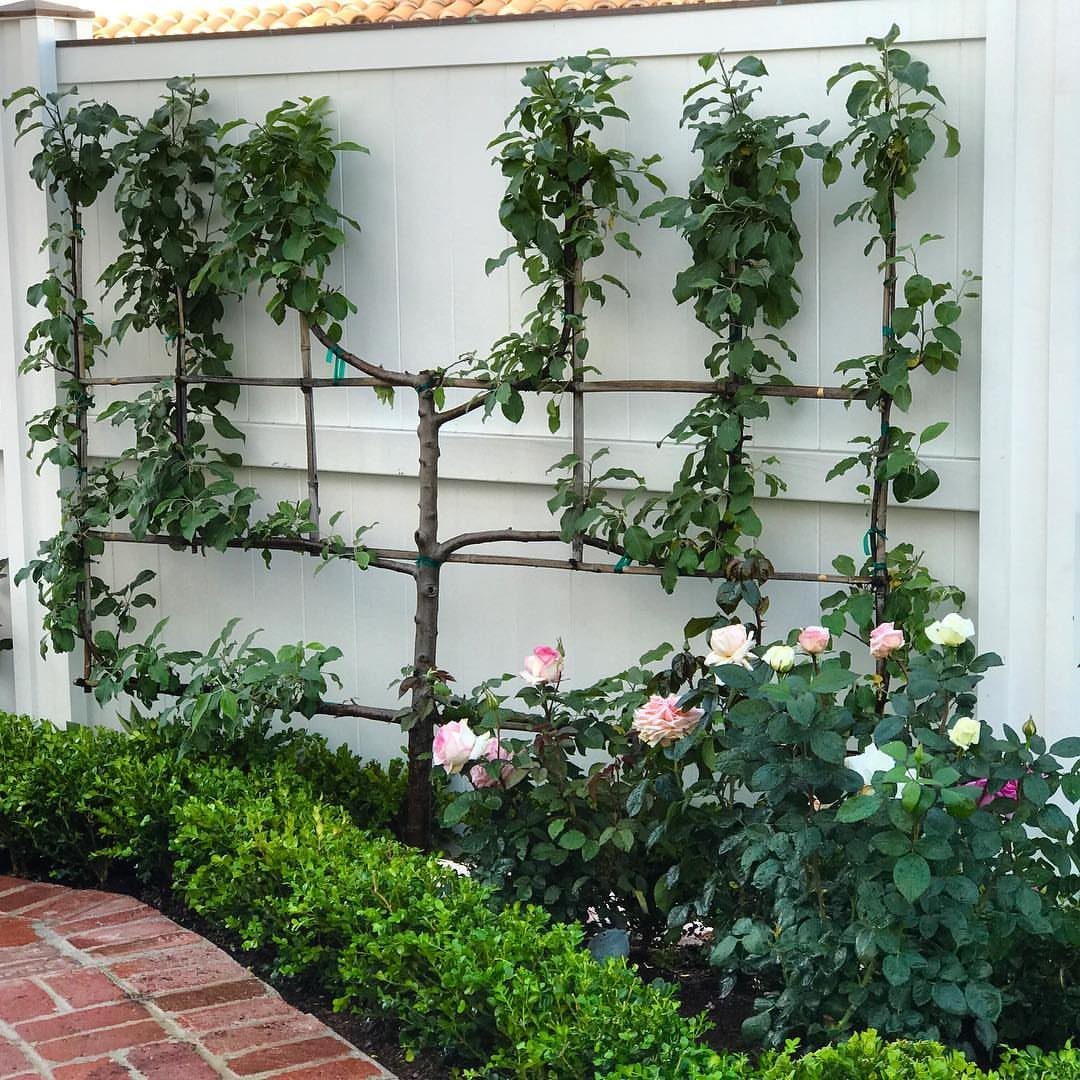 Espalier fruit tree and pink roses behind a manicured green hedge and brick path.