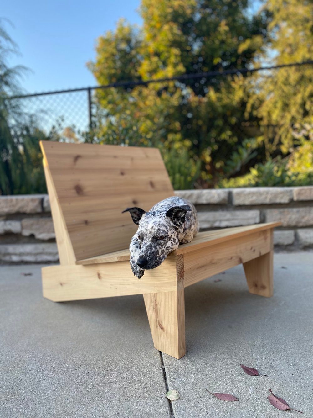 Wood Lounge Chair Ideas: 28 Styles from Teak to Mid-Century 13 Light wood lounge chair with a spotted dog resting on the seat outdoors.